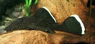 Ancistrus dolichopterus L183 F1
