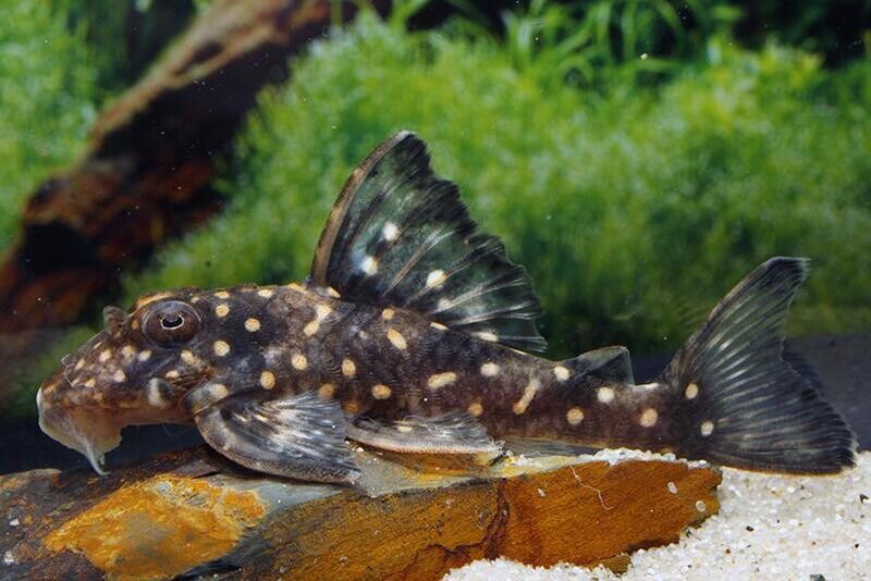 Hypancistrus contradens L102