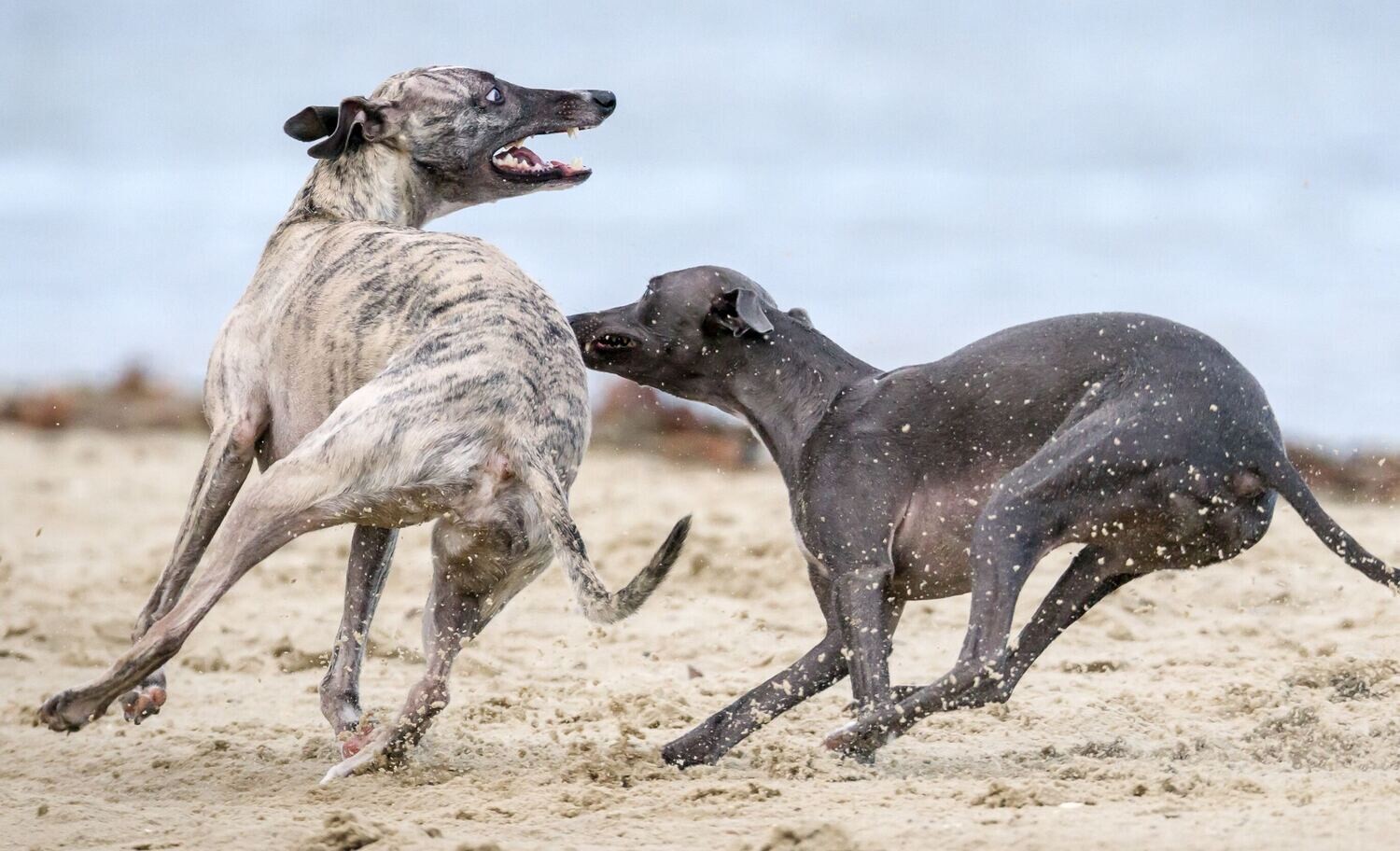 Burgess greyhound and lurcher 15kg hot sale