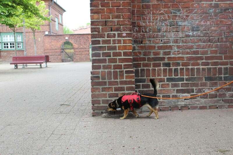 Monats Abo Trail to Go