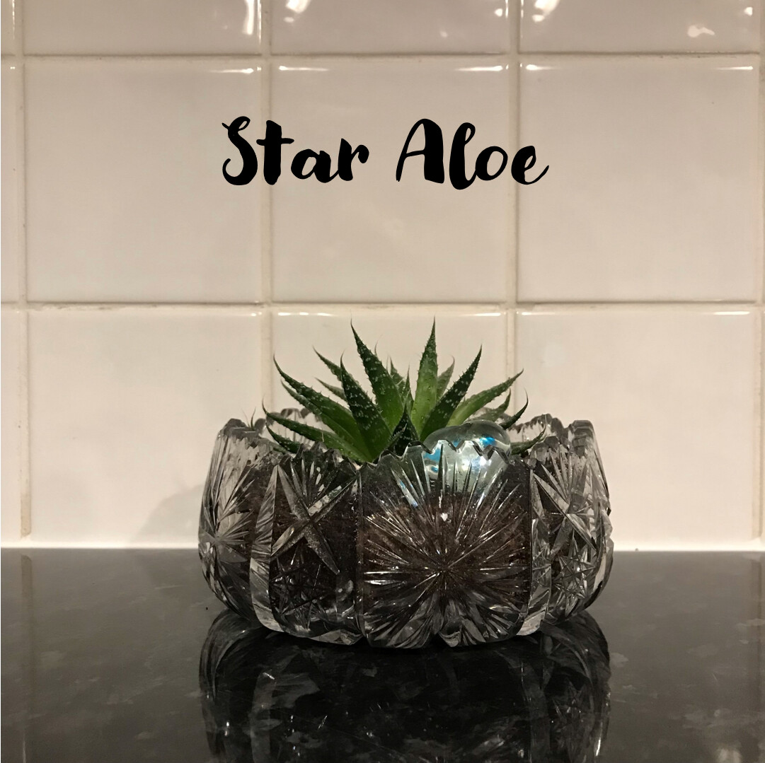 Star Aloe vera