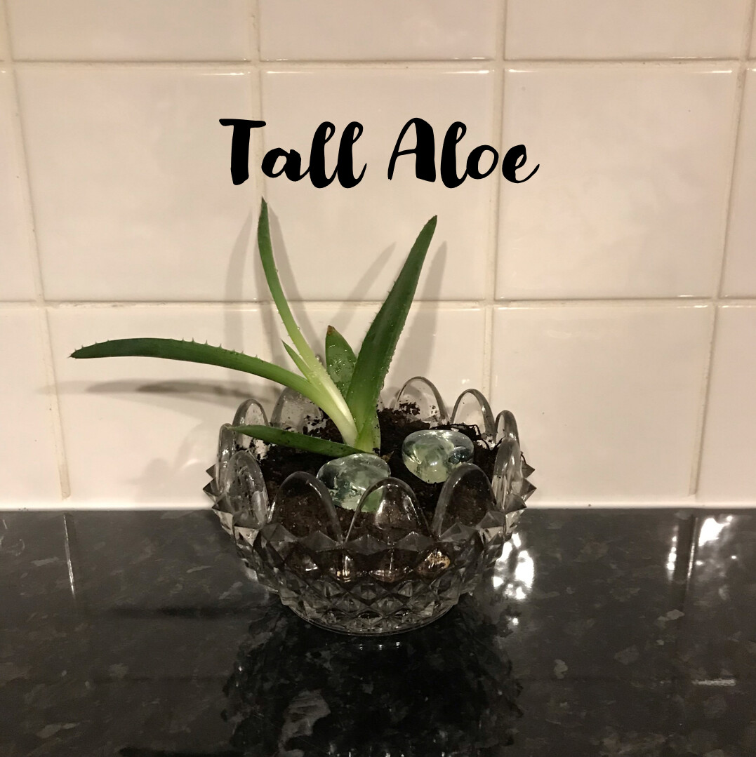 Tall Aloe vera
