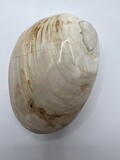 Fossilised Clam Shell