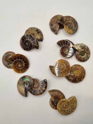 Ammonite Fossil Pair- 2.5cm