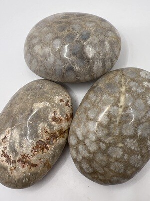 Fossilised Coral Palm Stone