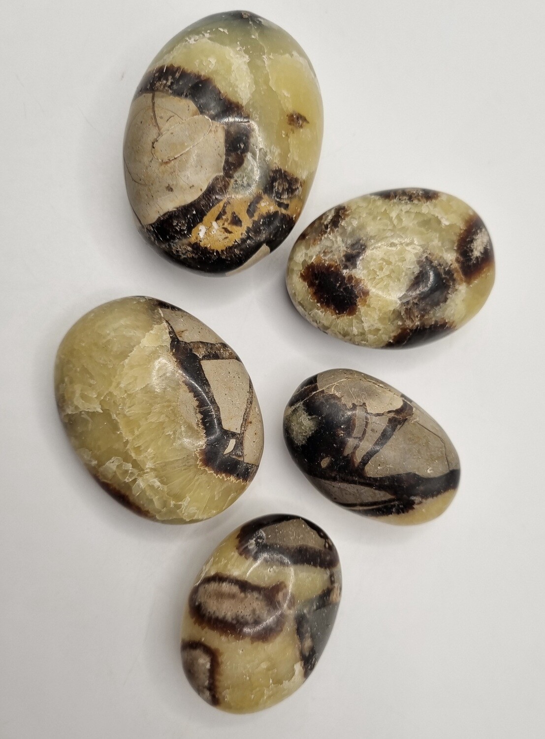 Septarian Nodule Palm Stone