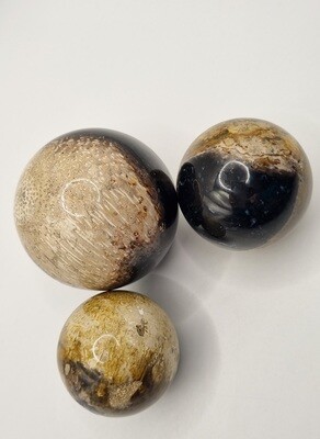 Palm Root Fossil Sphere - Rare