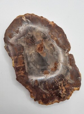Petrified  Wood Slab Fossil