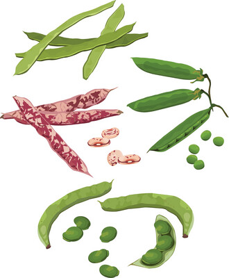 Beans &amp; Peas