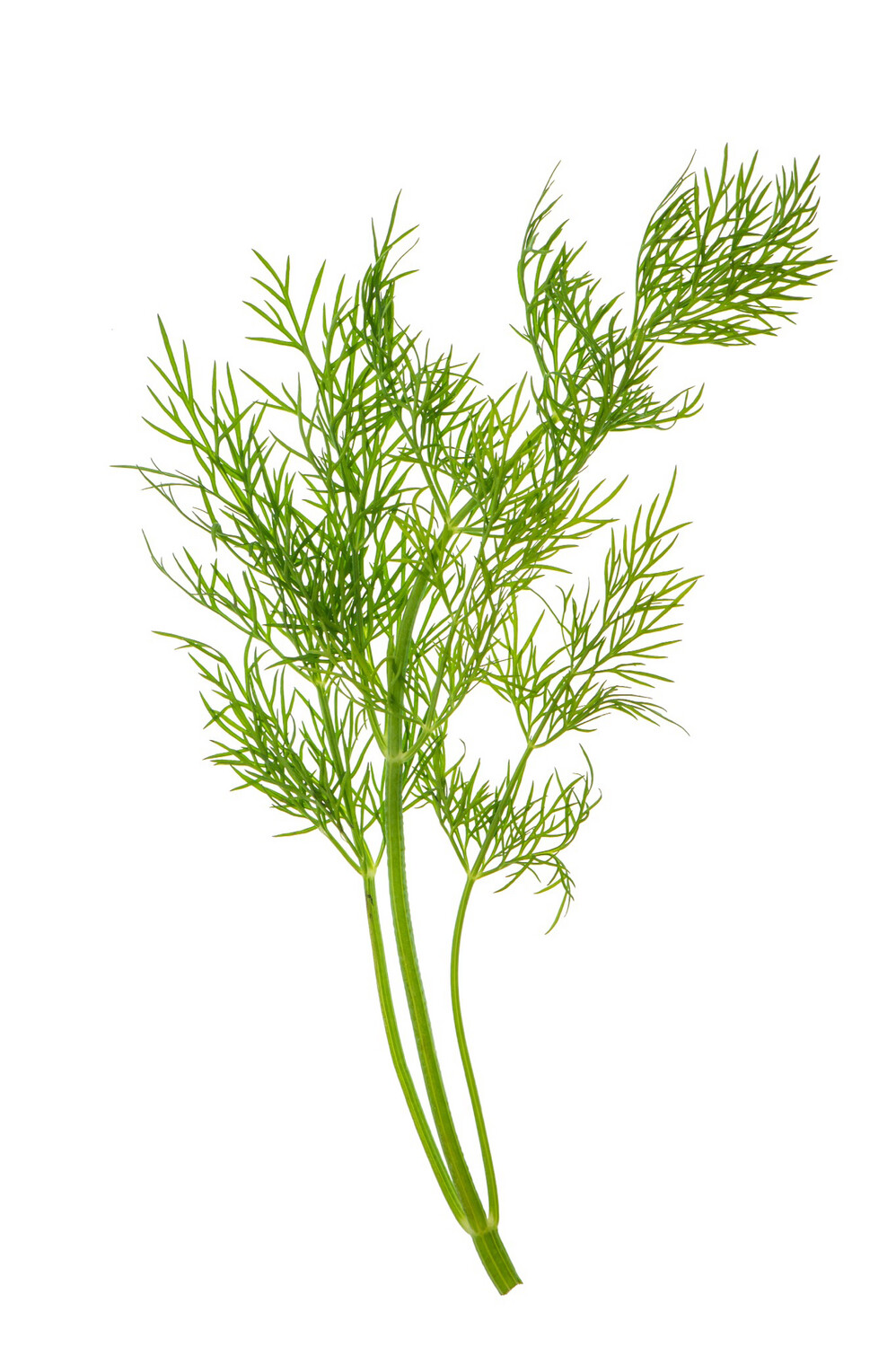 Dill