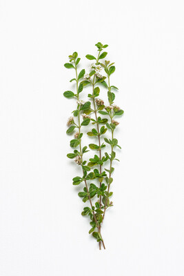 Oregano 