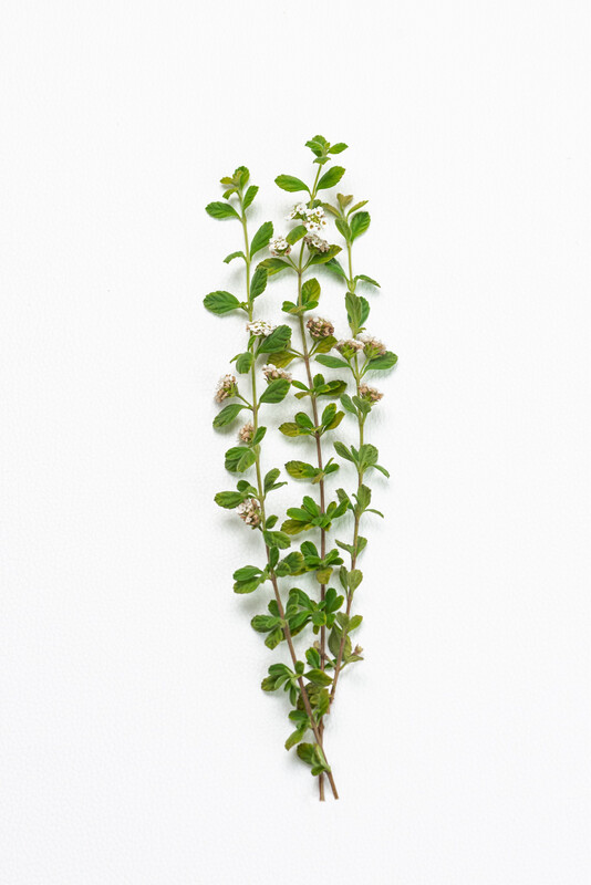 Oregano 