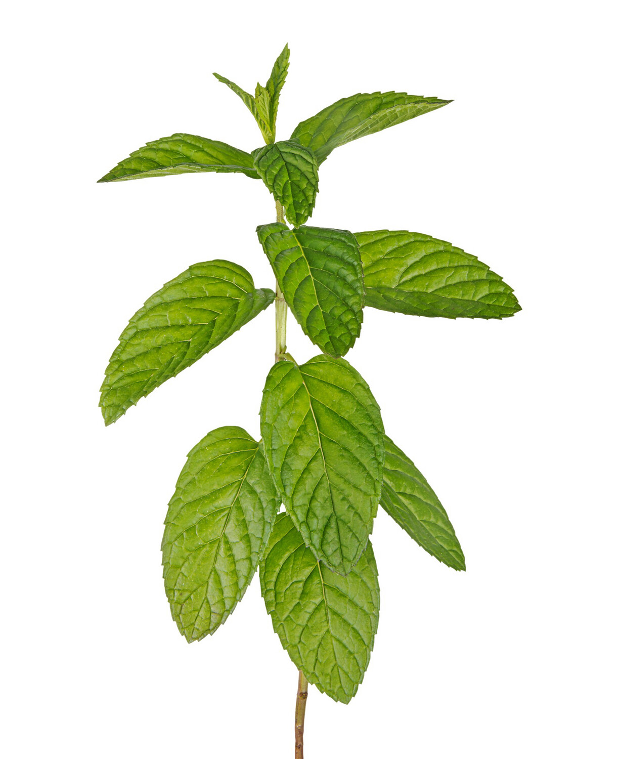 Mint