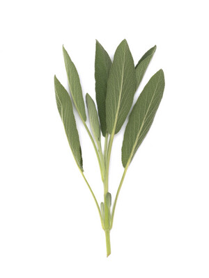 Sage