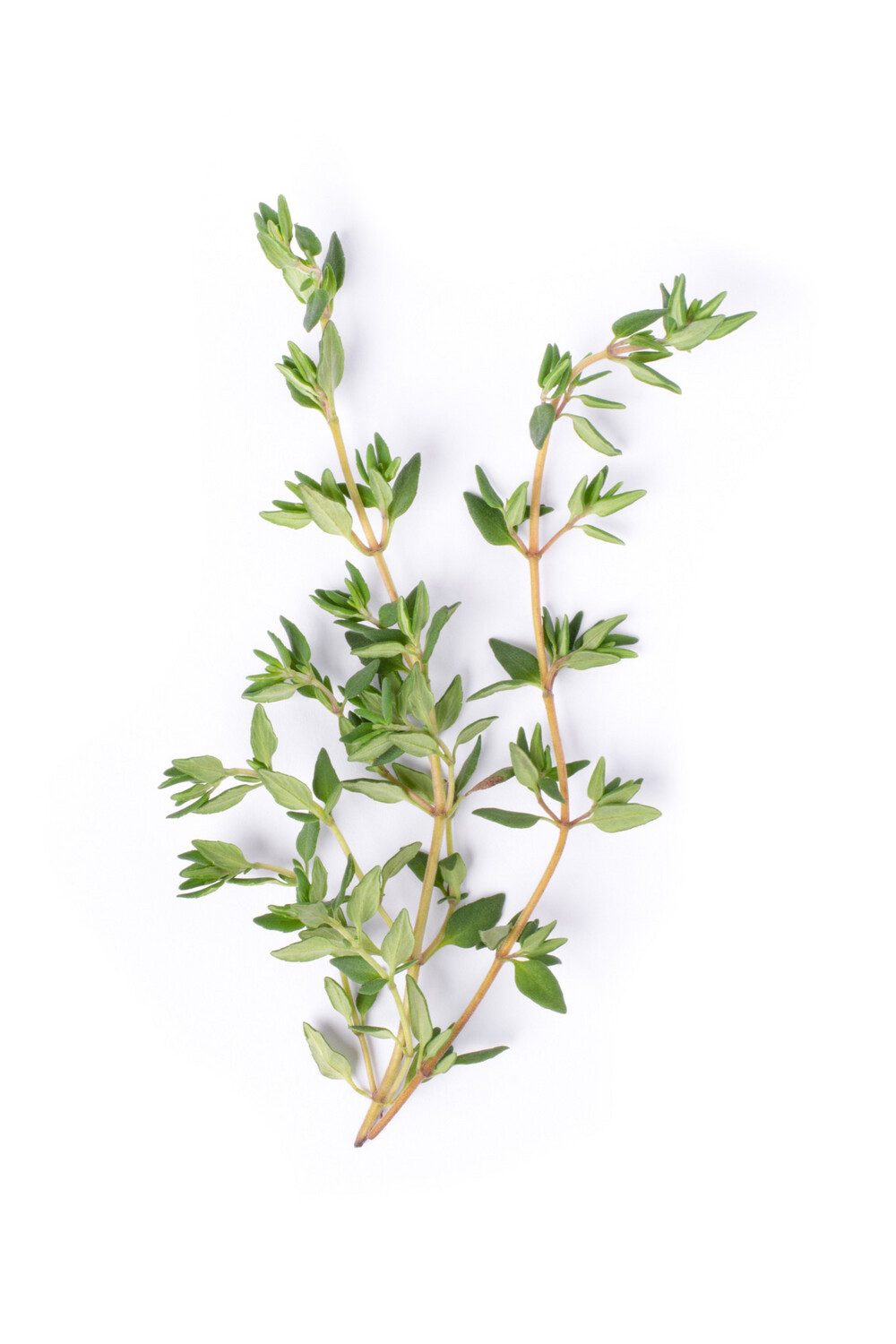 Thyme