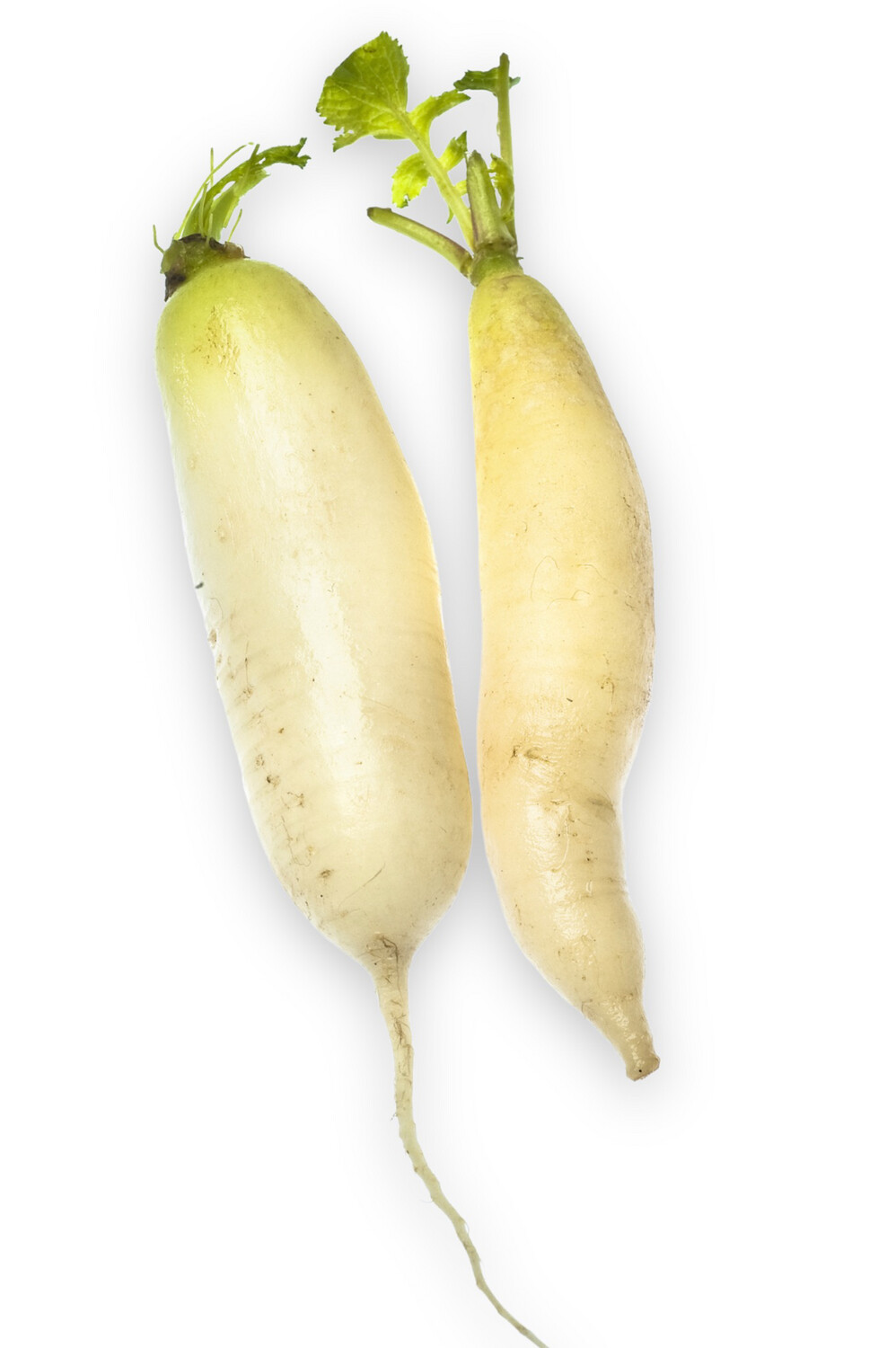 White Daikon Radishes