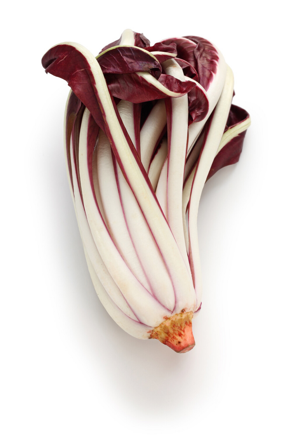 Tardivo Radicchio from Italy