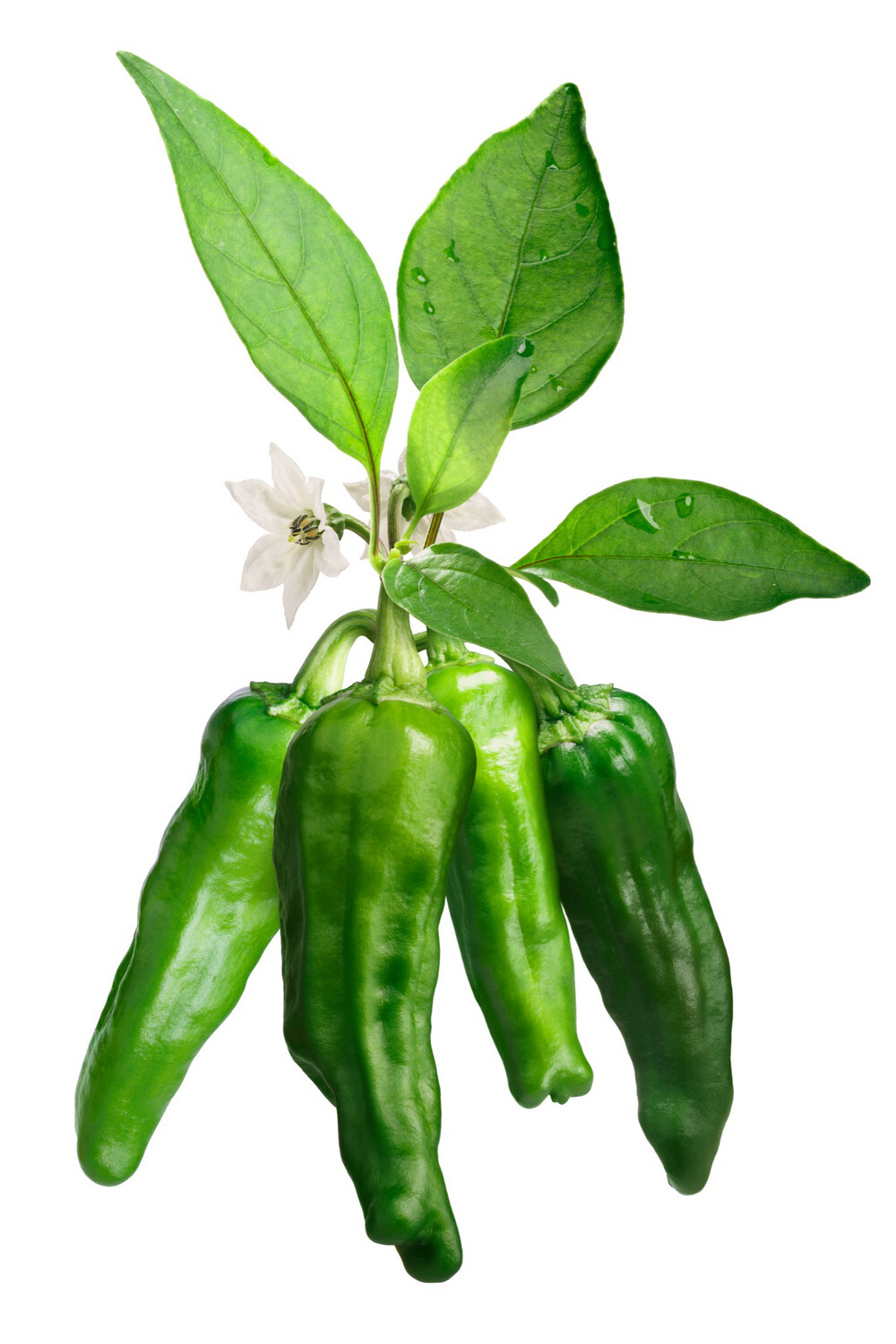 Shishito Peppers
