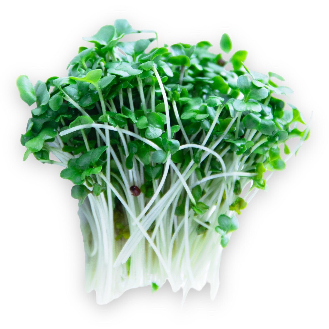 Micro Broccoli