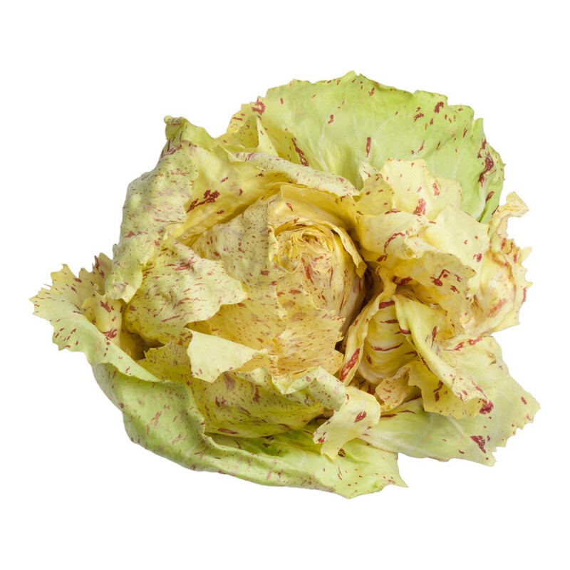 Castelfranco Radicchio from Italy