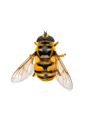 Honey Bees