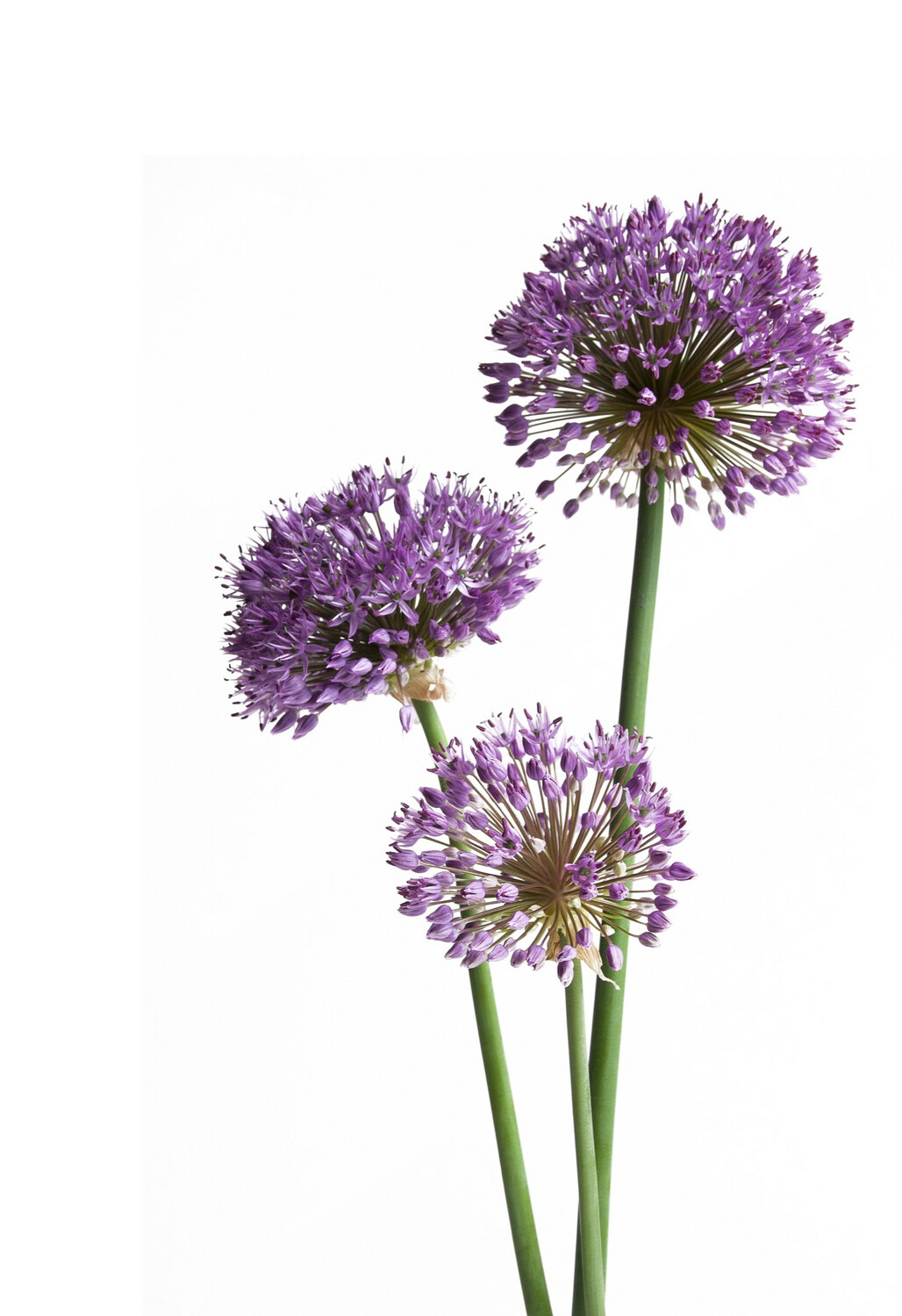 Alium