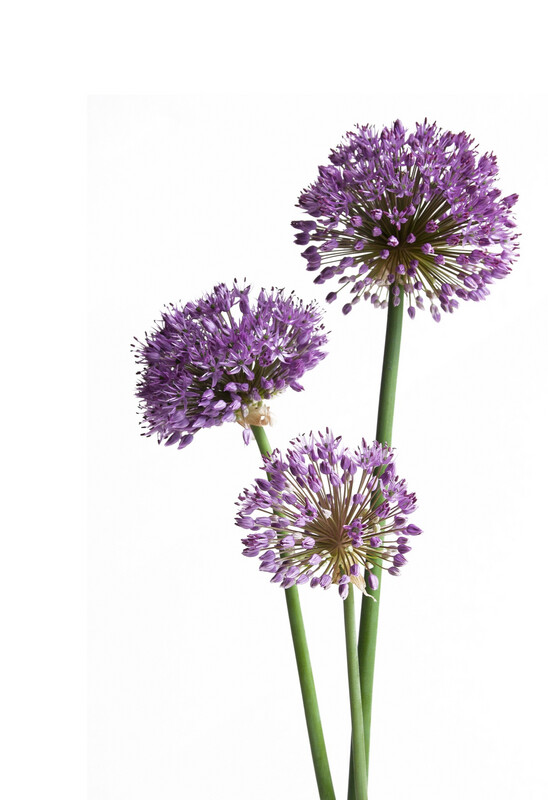 Alium