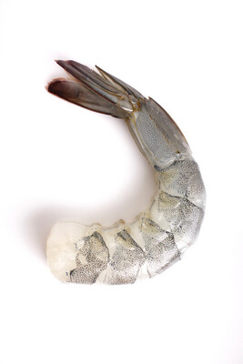 Shrimp