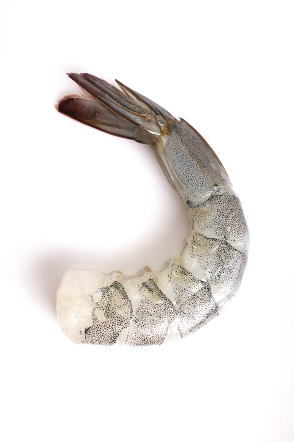 Shrimp