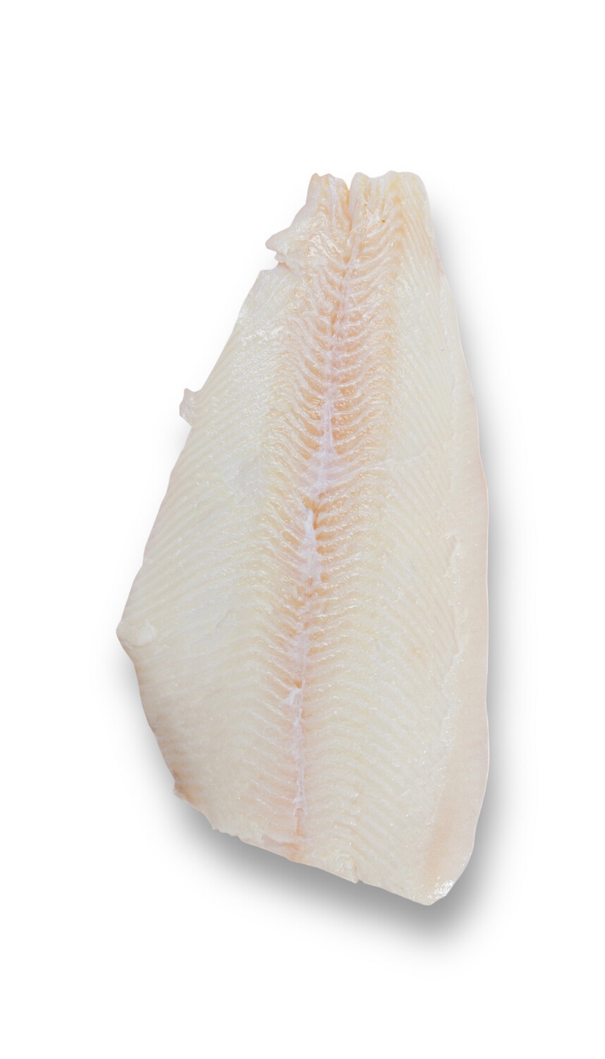 Halibut
