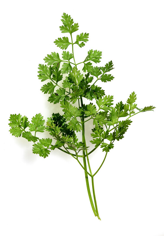 Chervil