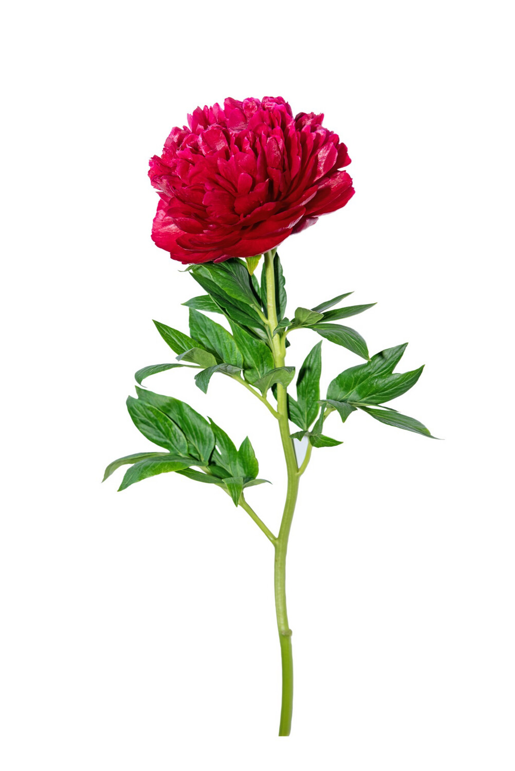 Red Etoh Peonies Flowers