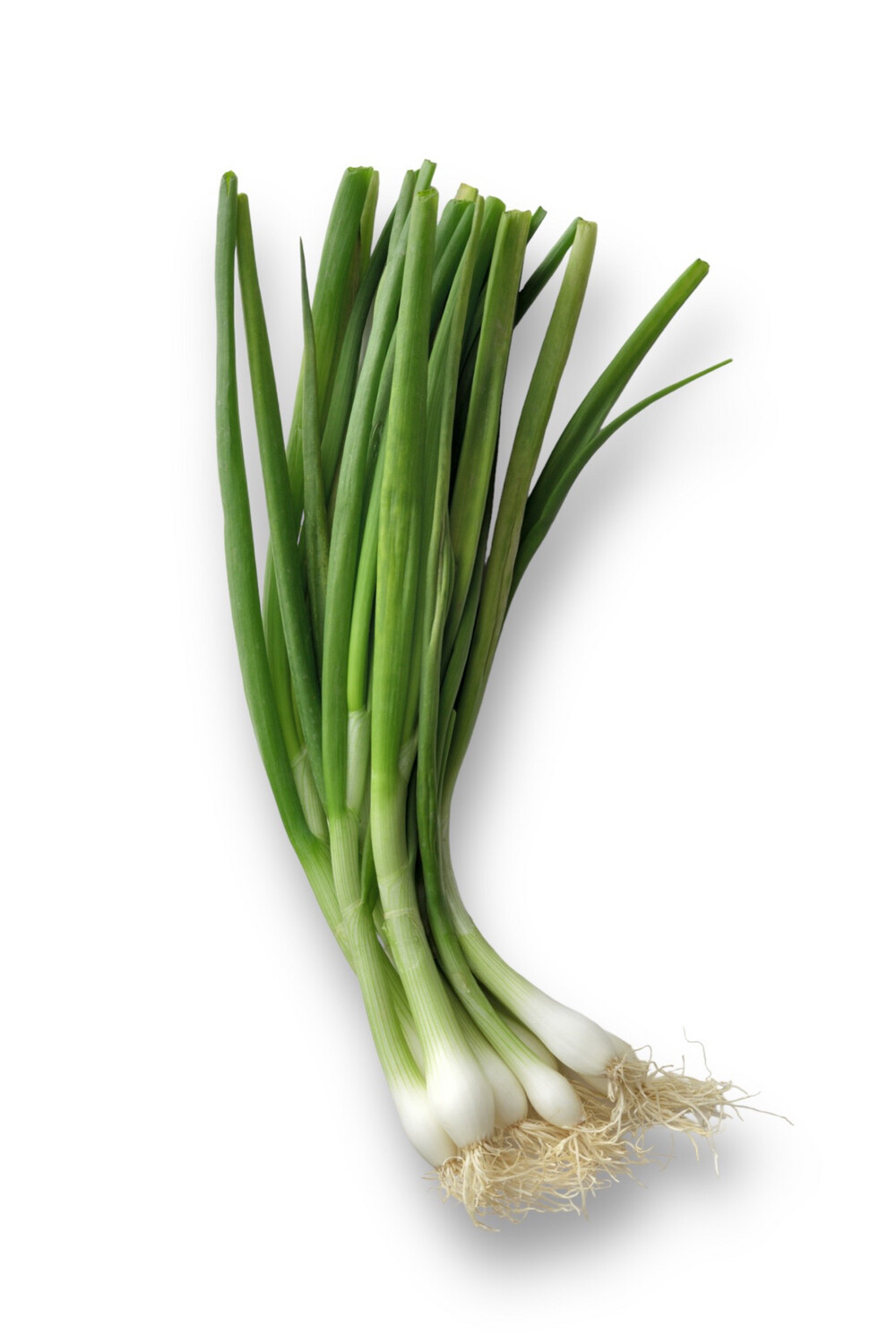 Scallions