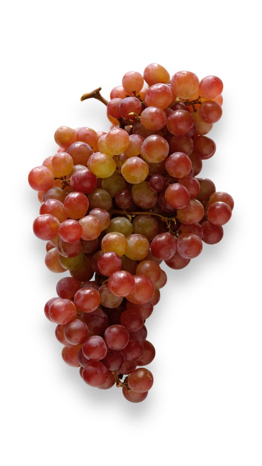 Grapes Red Muscat