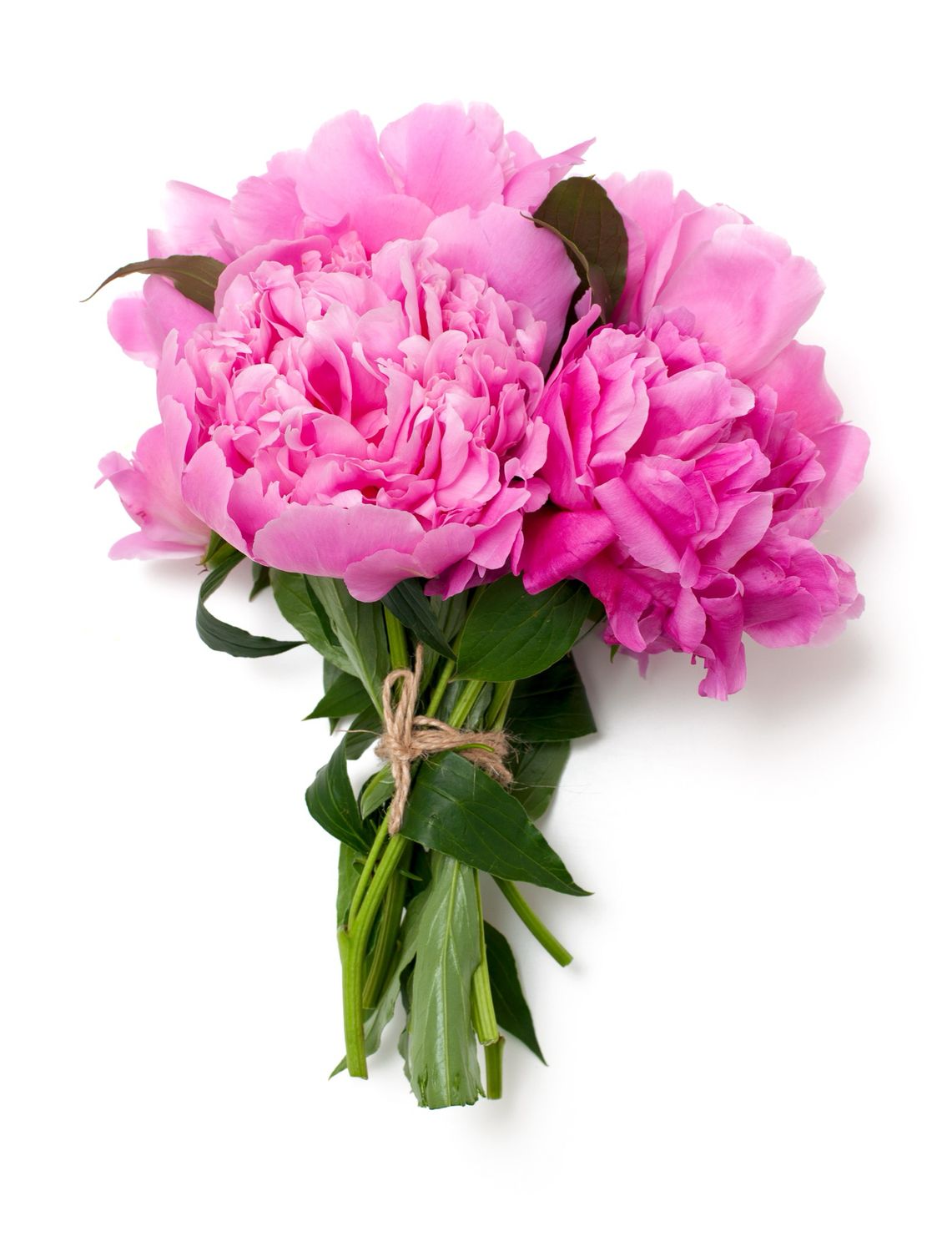 Peonies Bunch