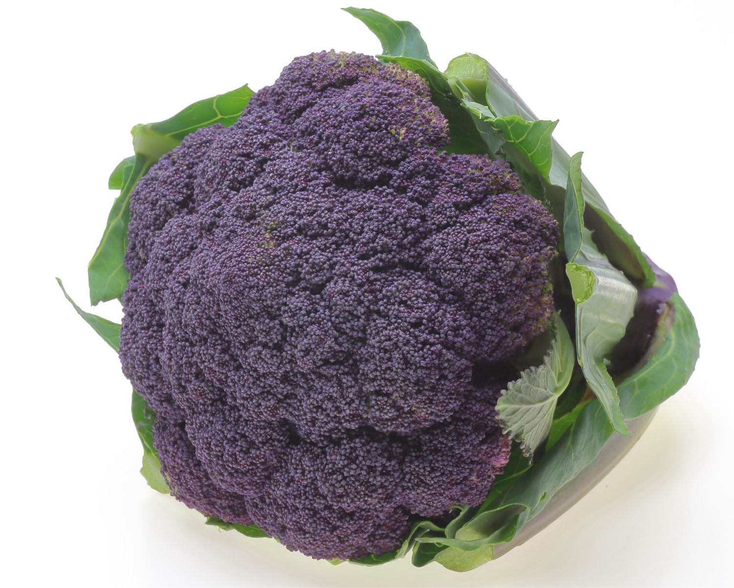 Broccoli Purple Broccoli Lancaster