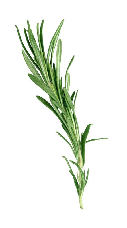 Rosemary
