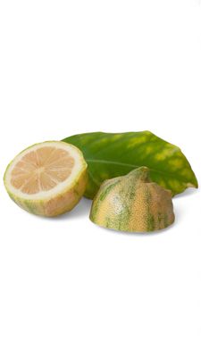 Pink Variegated Lemon