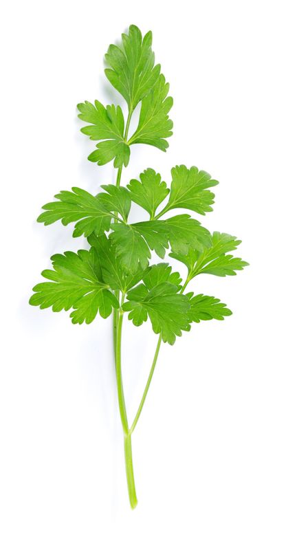 Cilantro