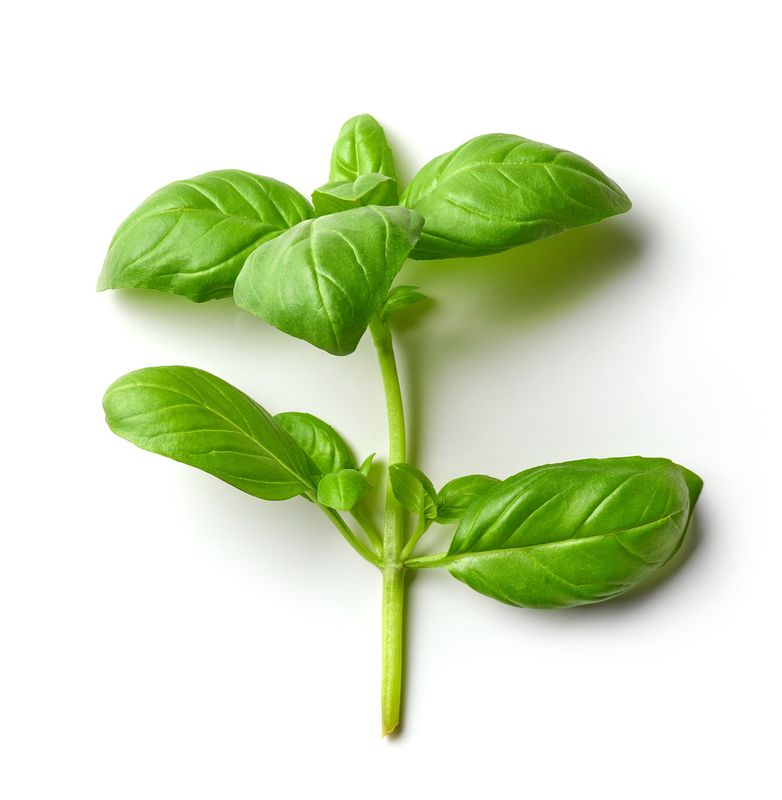 Basil