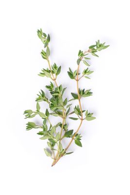 Thyme