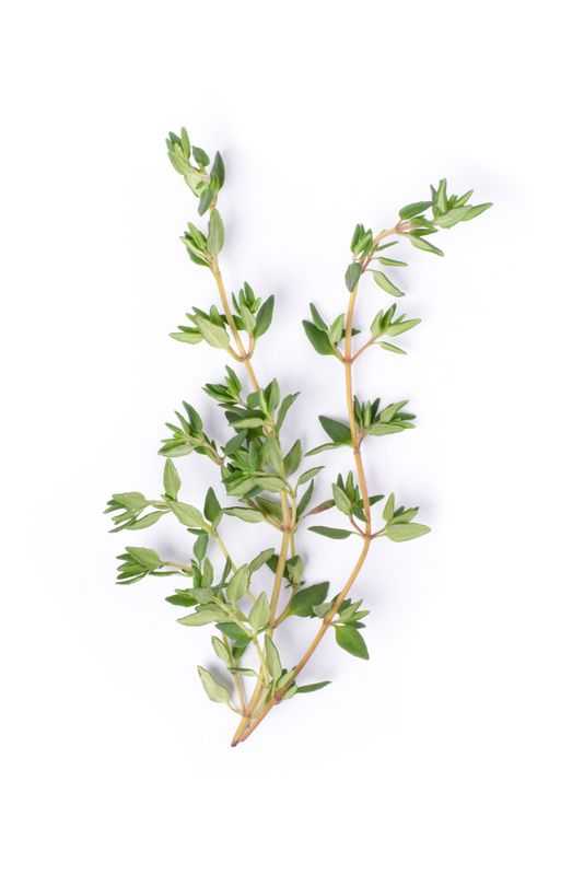 Thyme
