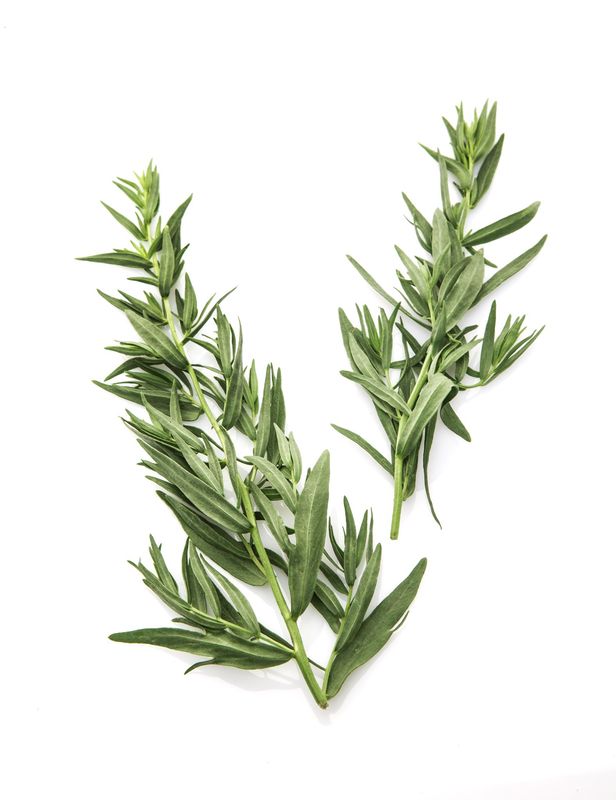 Tarragon