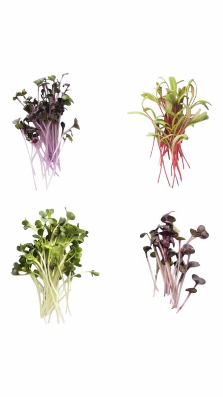 Super Salad Mix High Ridge Hydroponics