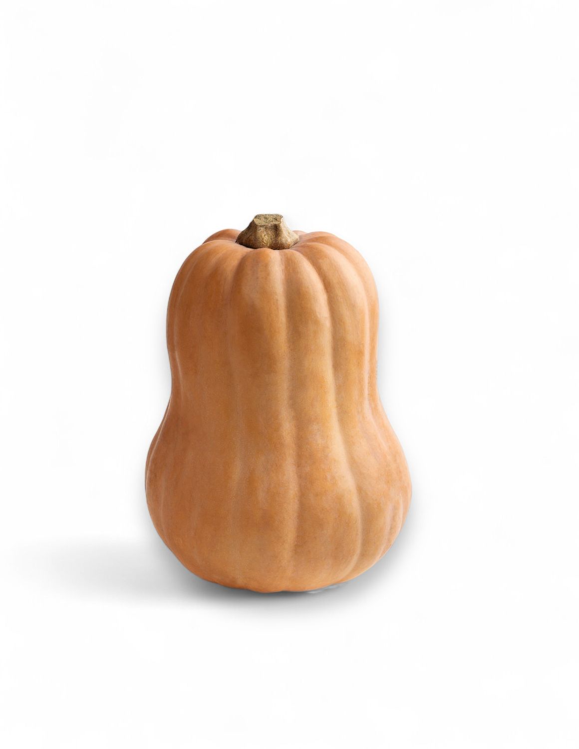 Koginut Squash