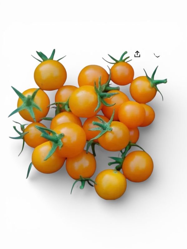 Sungold Cherry Tomatoes