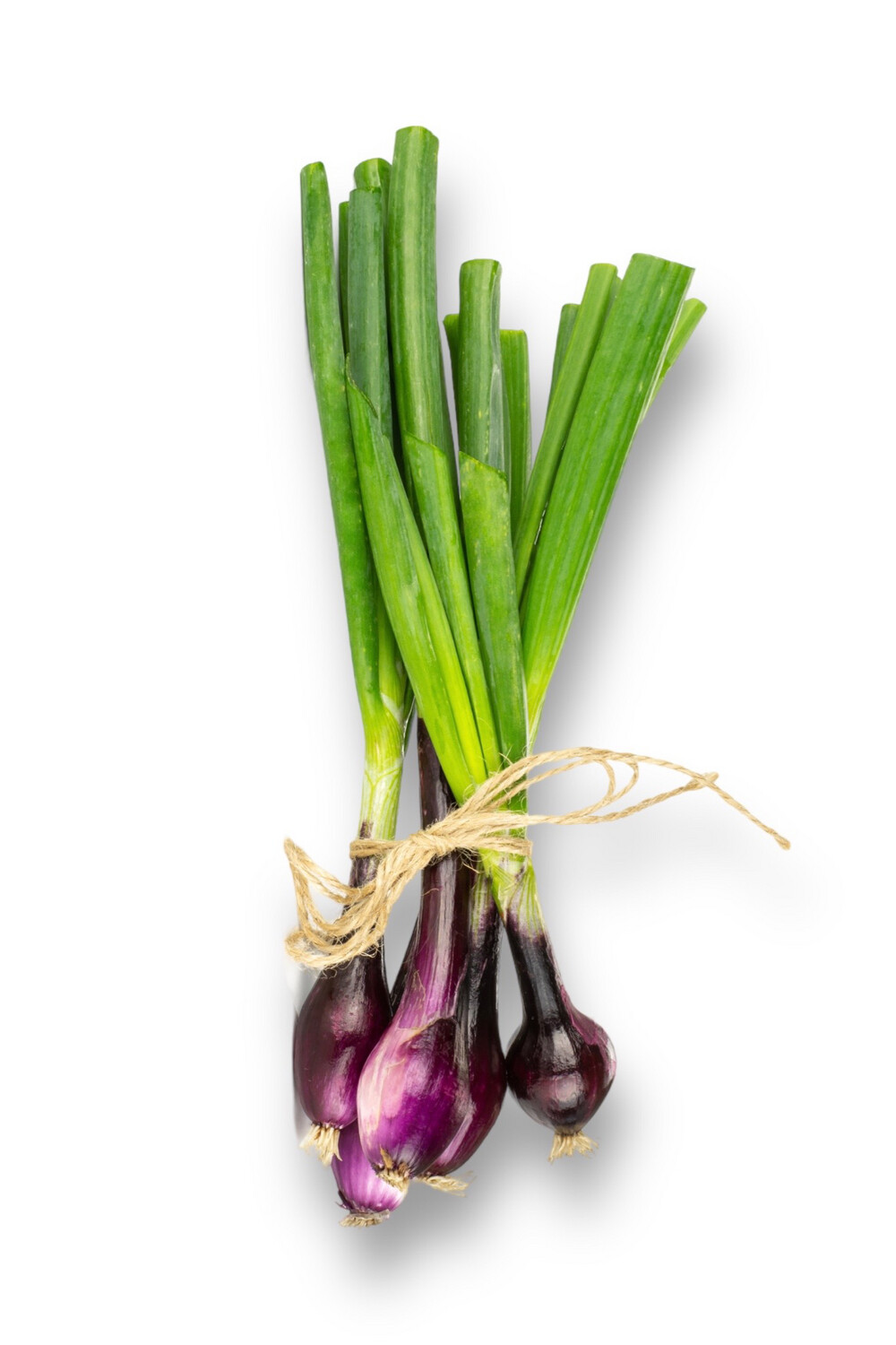 Onion, Red Spring Onion Organic Norwich Meadow