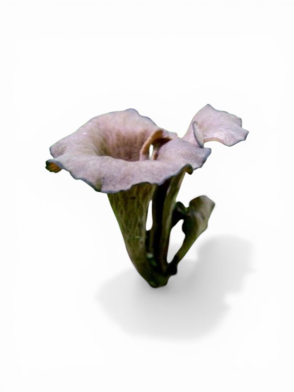 Black Trumpet Mushrooms