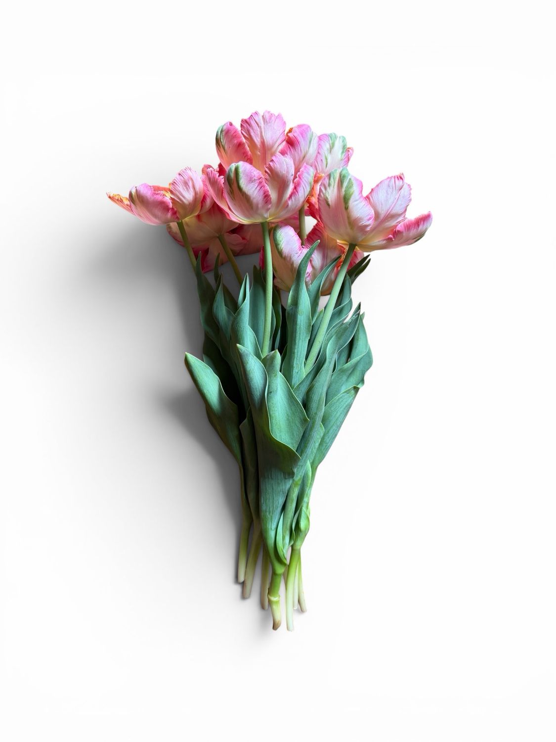 Exquisite Bunch of Tulips