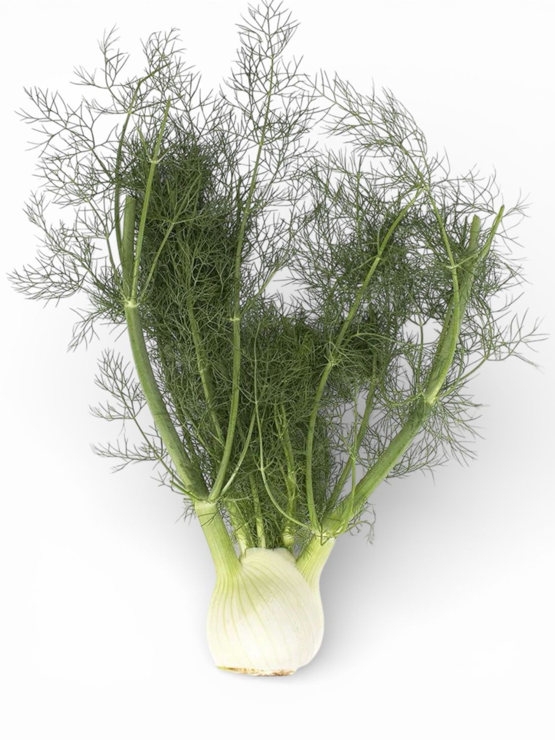 Fennel Long Fronds
